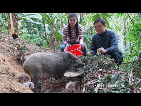 Robert was sick, Hong found a wild sow giving birth in the forest. Green forest life