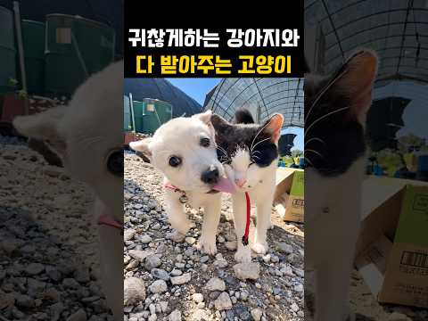 치근덕거리는 새끼강아지와 <strong>다</strong> 받아주는 고양이?!