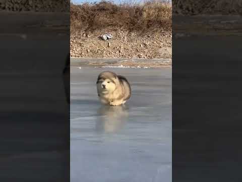 cute Puppies ?♥️ super cute Alaskan malamute dogs ♥️