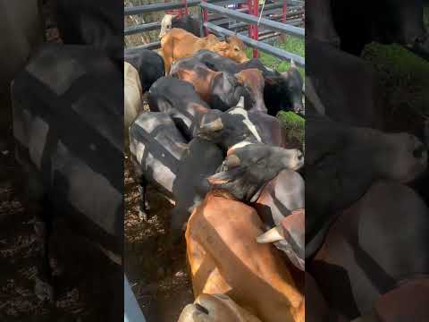 #sajoma #caballos #vaquero #horse