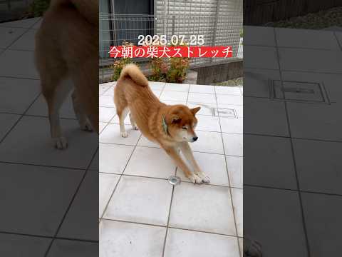 金曜日🐶 #柴犬 #dog #わんこ #shibainu #stretch #doggie #yoga #routines #ストレッチ #トレーニング #shiba #healing #癒し サムネイル