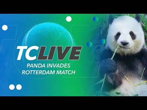 Panda Invades Rotterdam Match | Tennis Channel Live 2023