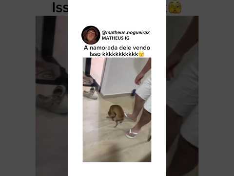 Pq todo pincher é assim?: #shorts