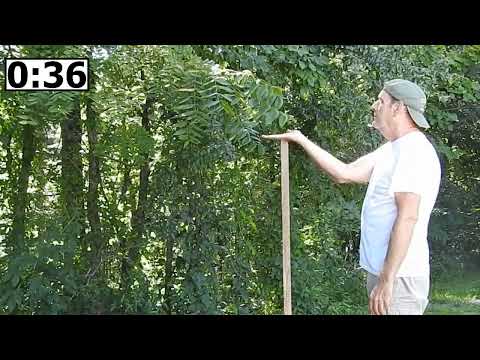 ✂C◎◎L CLIPS✂26 Biokinesis: Communicating with Trees