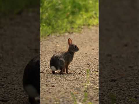 Stoat का किलर कॉन्फ्यूज़न ट्रिक