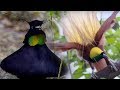 Bird-of-Paradise Behavior and Ecology