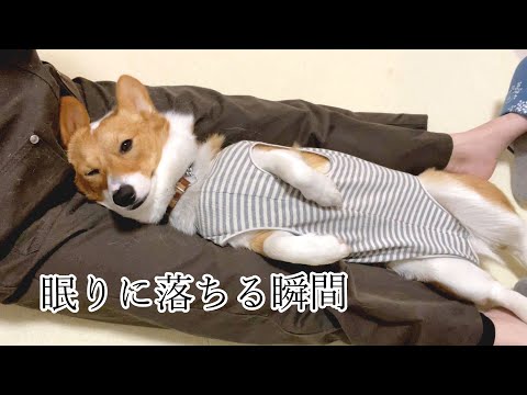 食パン犬ノエさん サブチャンネル の最新動画 Youtubeランキング