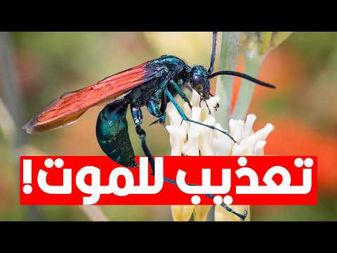 أخطر الحشرات على وجه الأرض