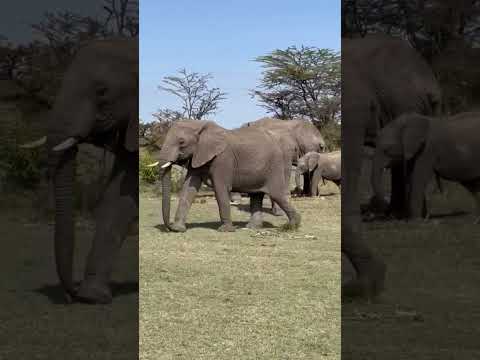 ELEPHANT PUSHING BABY WHILE GIVING BIRTH #shortvideo #shorts #short #elephant #baby #elephants