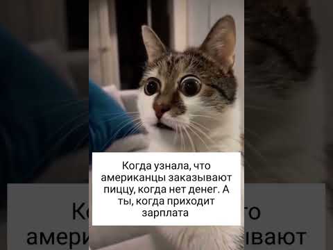 Котики 🐈 котики и пицца 🍕 #юмор #приколыскотами #мем #cat #смешнойкот #прикол #смешныекошки
