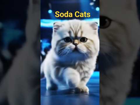 Dance with Cats- Cats4u feat DP95#cats#catvideos#catsoftiktok#catlover / #catlovers#cute / #cute cat