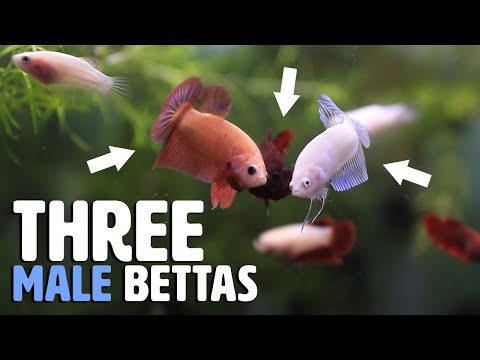 How do MULTIPLE Male and Female Bettas Behave in t In this video, we observe the unique behaviors of sub-adult betta fish. In these tanks, we have both
