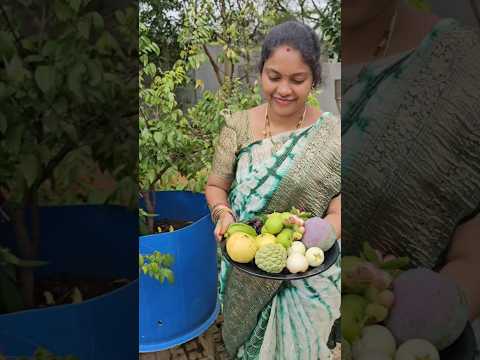 fruits harvesting in my garden #fruits #mygarden #organicfarming #shortvideo #viralvideos #trending