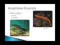 Amphibian Characteristics and Differences