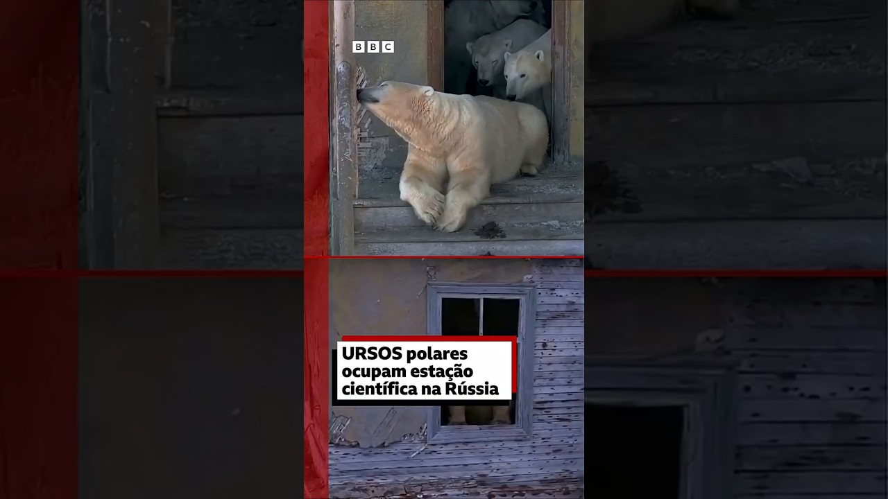 Ursos polares ocupam estação abandonada na Rússia 🐻‍❄️🇷🇺