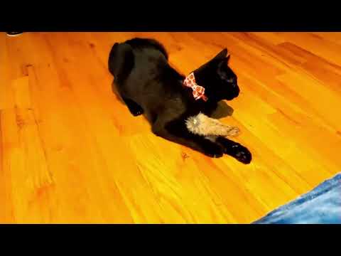 2025-06-22 Micro:  Playtime in the Spa for the Meowtfits