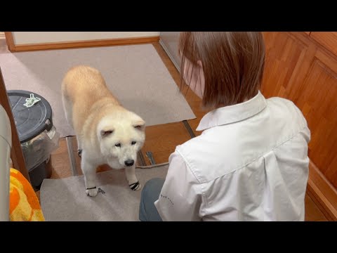子供が生まれる前に、最後のわがままを愛犬に聞いてもらいました。