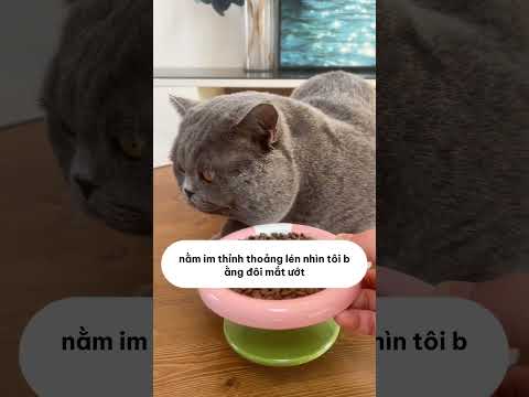 Bị chủ ruồng bỏ sau 5 năm, chú mèo ngước mắt cầu cứu… #shopthucung #fyp #pet #cat #dog #cutedog