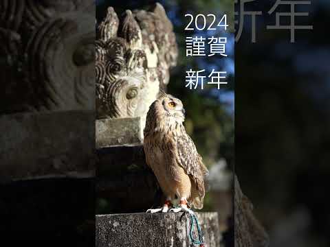 明けましておめでとうございます。ガルーと一緒に初詣に行ってきました。Happy new year. I went to pray at the shrine with Garu. #owl #フクロウ