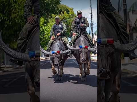 Why Brazilian Police Ride Buffaloes