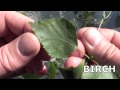 Identifying Trees in Alberta