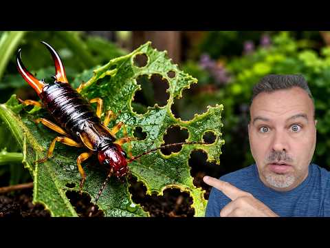 EARWIGS Are DESTROYING Your Garden! Do This Tonight
