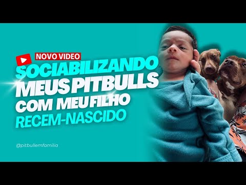 MEUS PITBULLS COM MEU FILHO RECÉM NASCIDO 🐶👶🏻♥️ ASSISTAM !!!