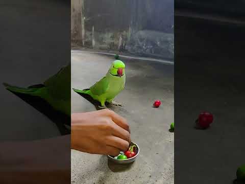 very angry 😡 parrot reaction 😲💚🦜🦜🦜🦜 #talkingparot #petbird #funny #angryparrot #shortvideo #reels