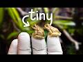 Creating a Frog Habitat