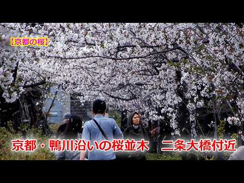 【京都の桜】京都・鴨川沿いの桜並木・二条大橋付近（2026年4月4日　京都市左京区）Cherry blossom trees along the Kamo River, Nijō Bridge