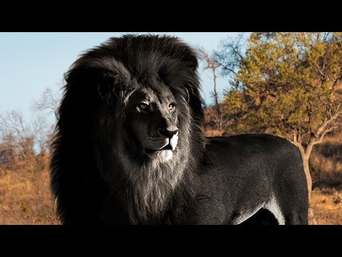 10 حيوانات إذا عثرت على إحدها سوف تصبح مليونيراً .. رقم3 ستشاهده لأول مرة في حياتك