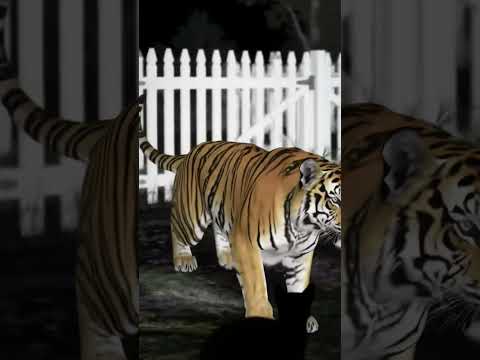 Tiger sad status😢😢#highlights #music #song #love #tiger#viral #viralvideo