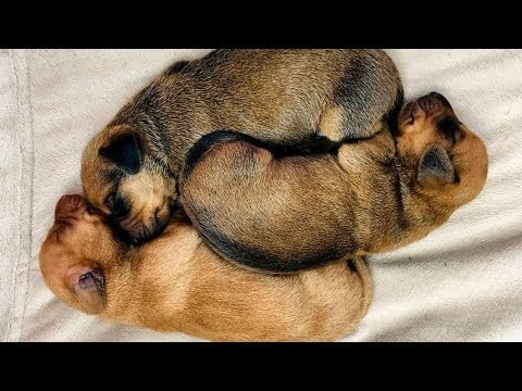 ¿COMO SE LLAMARAN MIS BEBÉS? + CUMLE DE KAREN | KLER POLINESIA 🐶