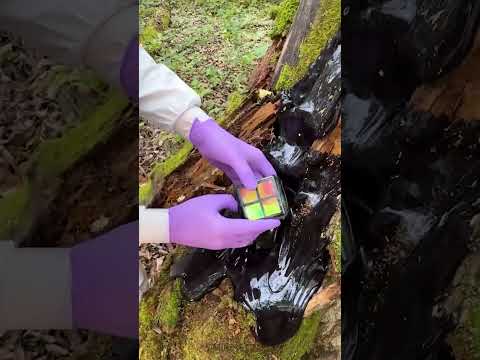 Shocking Discovery in a Tree! 😱 It’s a WOWCube! 🎲 #wowcube