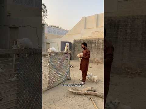 I have changed the name ofthe Cat #catlovers #foryou #rehmanchvlgs #minizoo