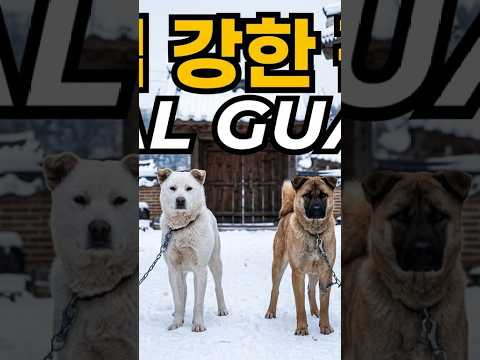 2마리 진돗개가 <strong>눈오는날</strong> 한옥앞마당에서 철통 보초근무서기..Two Jindo dogs standing tight guard in the front yard of a Hanok on