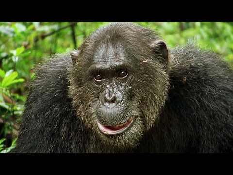 Secrets Revealed After A Year With The Chimpanzees (Animal Documentary)