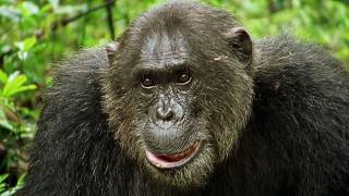 Secrets Revealed After A Year With The Chimpanzees (Animal Documentary)