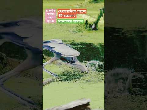 দুশ্চিন্তাগ্রস্ত হলে কি করবেন? মিজানুর রহমান আজহারির নসিহত #mizanur_rahman_azhari