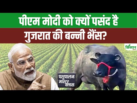 भारतीय नस्ल की भैंस और गाय कठिन मौसम में भी Survive करने के लिए क्यों जानी जाती हैं। PM Modi