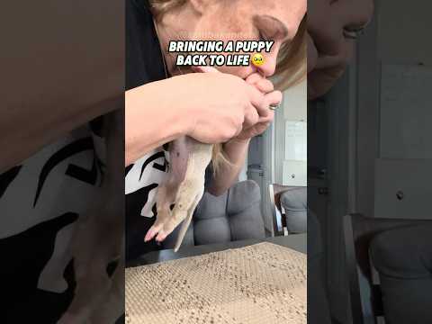 Bringing a Puppy Back  to Life 🥹🥲 #shorts #shorts #feedshorts #youtubeshorts #dogs #puppy