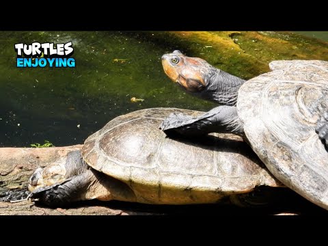 This is How Turtles Make New Friends In Summer