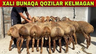 8 OYLIK NOYOB ARASHAN XSORILAR KELDI
