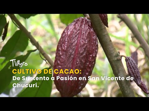 YouTube video thumbnail: Cocoa Cultivation: From Sustenance to Passion in San Vicente de Chucurí