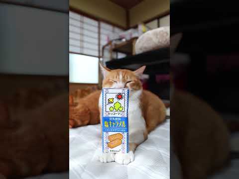 塩キャラメル豆乳と猫のかわいい映像で癒しのひとときを サムネイル