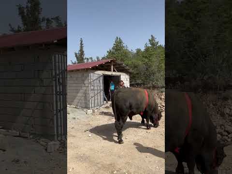 Maşallah Pehlivanlara #boga #shortvideo #bull #animals #rize #artvlogs