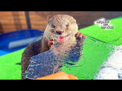 The Cutest Rock Ice Eater [Otter Life Day 901]