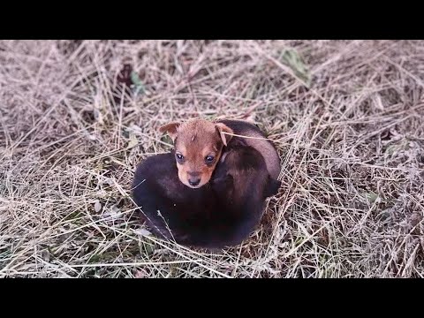 Follow me home, I said to the two scared, abandoned 1.5-month-old puppies.