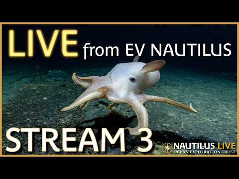 Nautilus Live | Channel 3 Stream