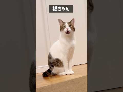 呼んでないのに毎回この子が返事するんやけど😂